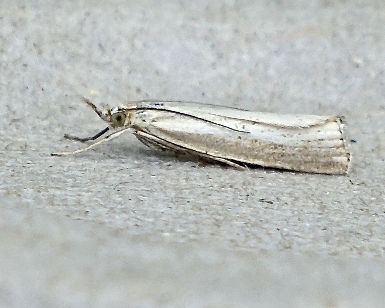 satin grass-rush veneer